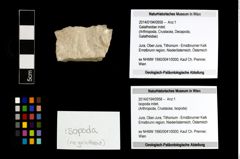 Foto (Objekt + Etikett) von Isopoda indet.  (NHMW-GEO-2014-0194-0958)